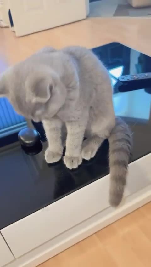 Scottish Fold cats for sale: Beautiful Scottish kittens ready for a new home.  - Video 2