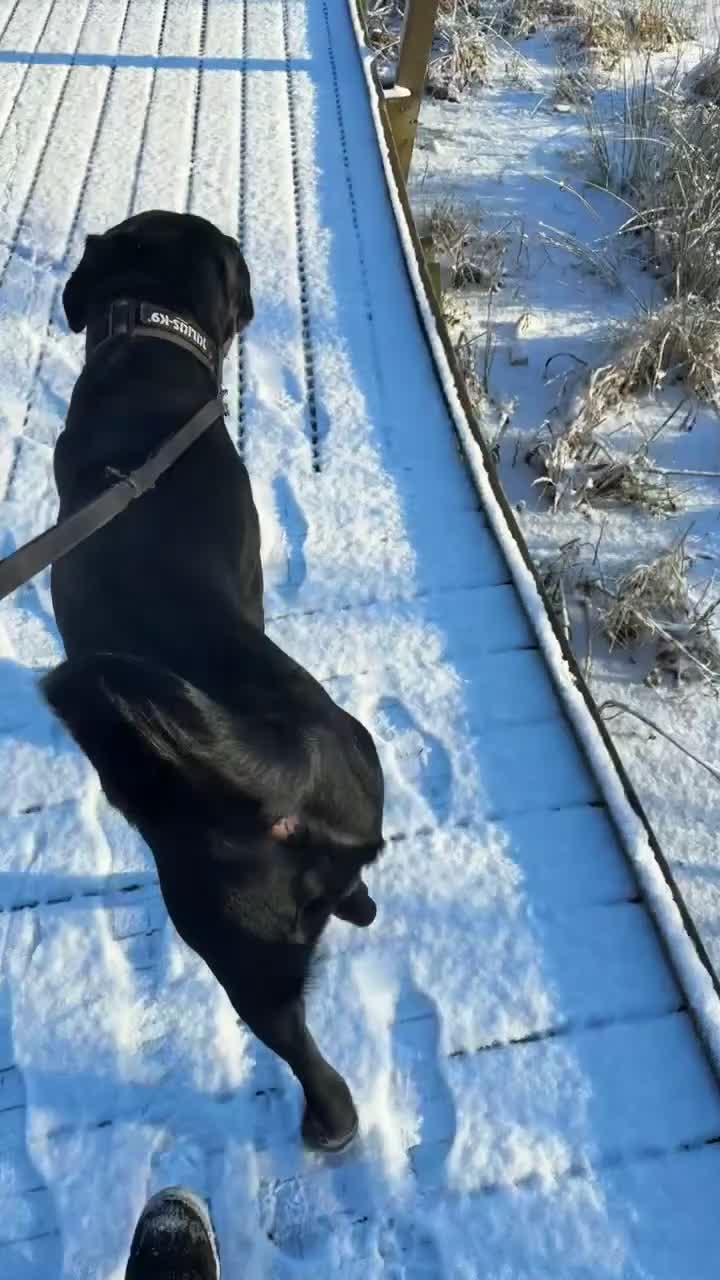 Cane Corso dogs for sale: Xeno 12 months old  - Video 1