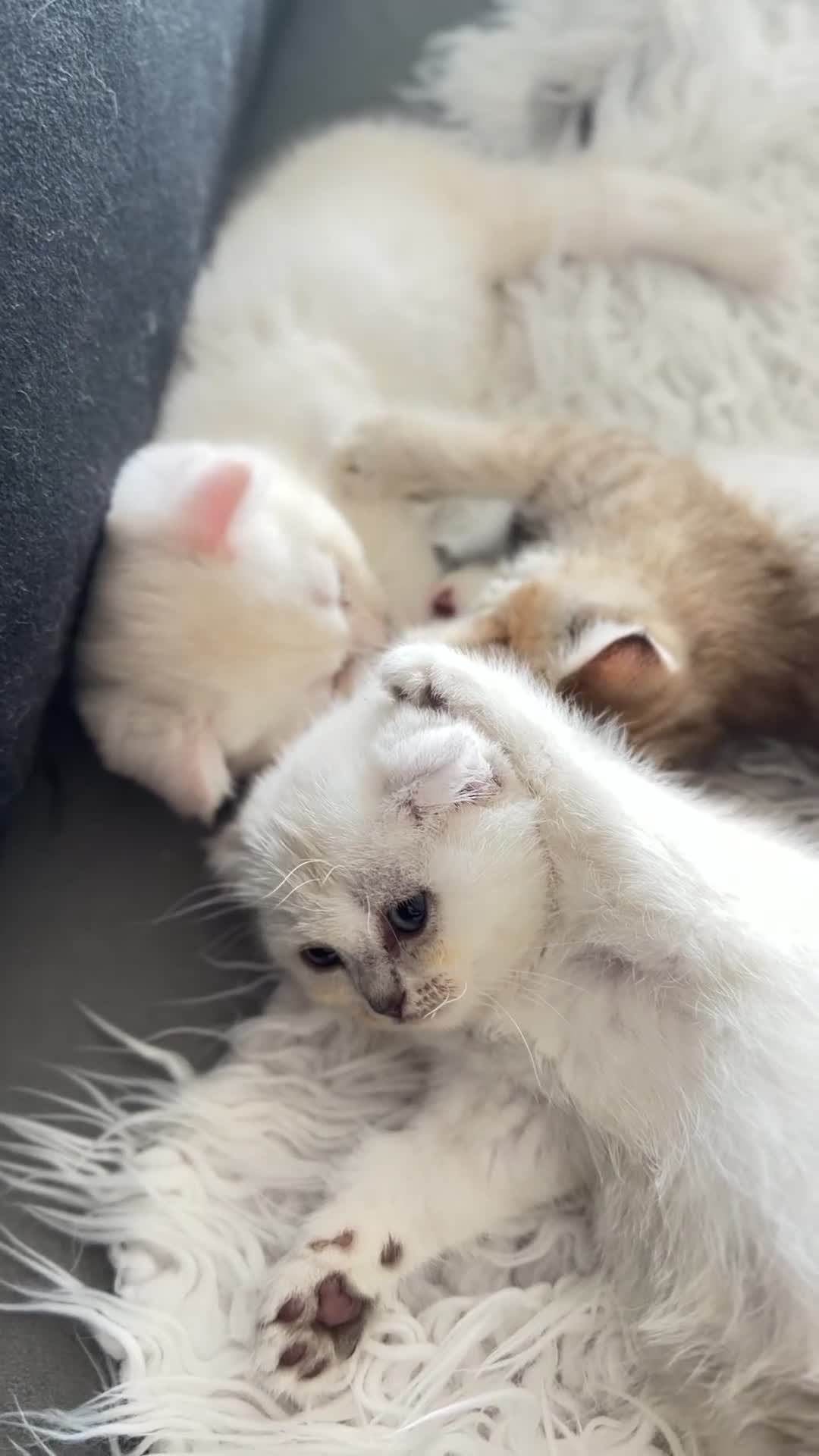 Scottish Fold cats for sale: Sweet Scottish fold kittens ready for best family  in Derby - Video 2