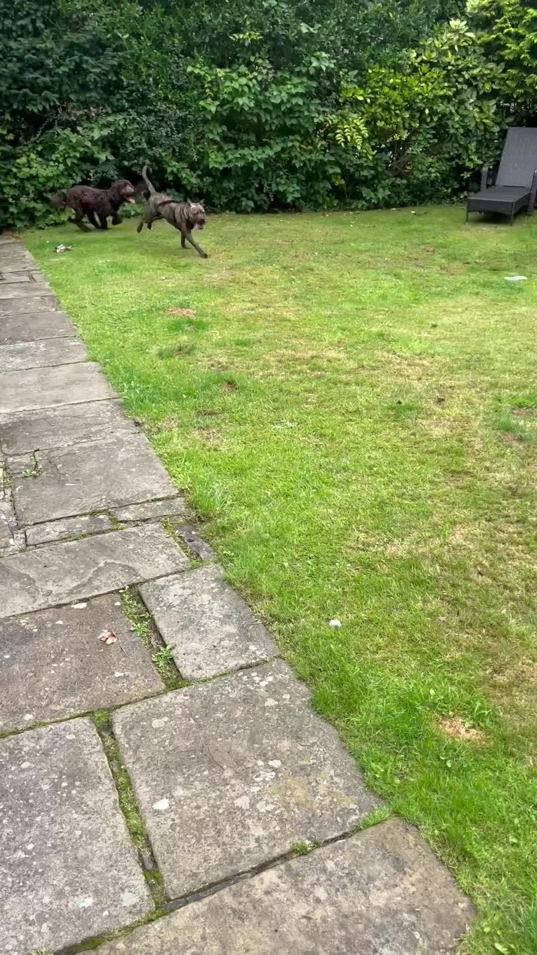 Mixed Breed dogs for sale: Please Read Properly Before Enquiring! - Video 1