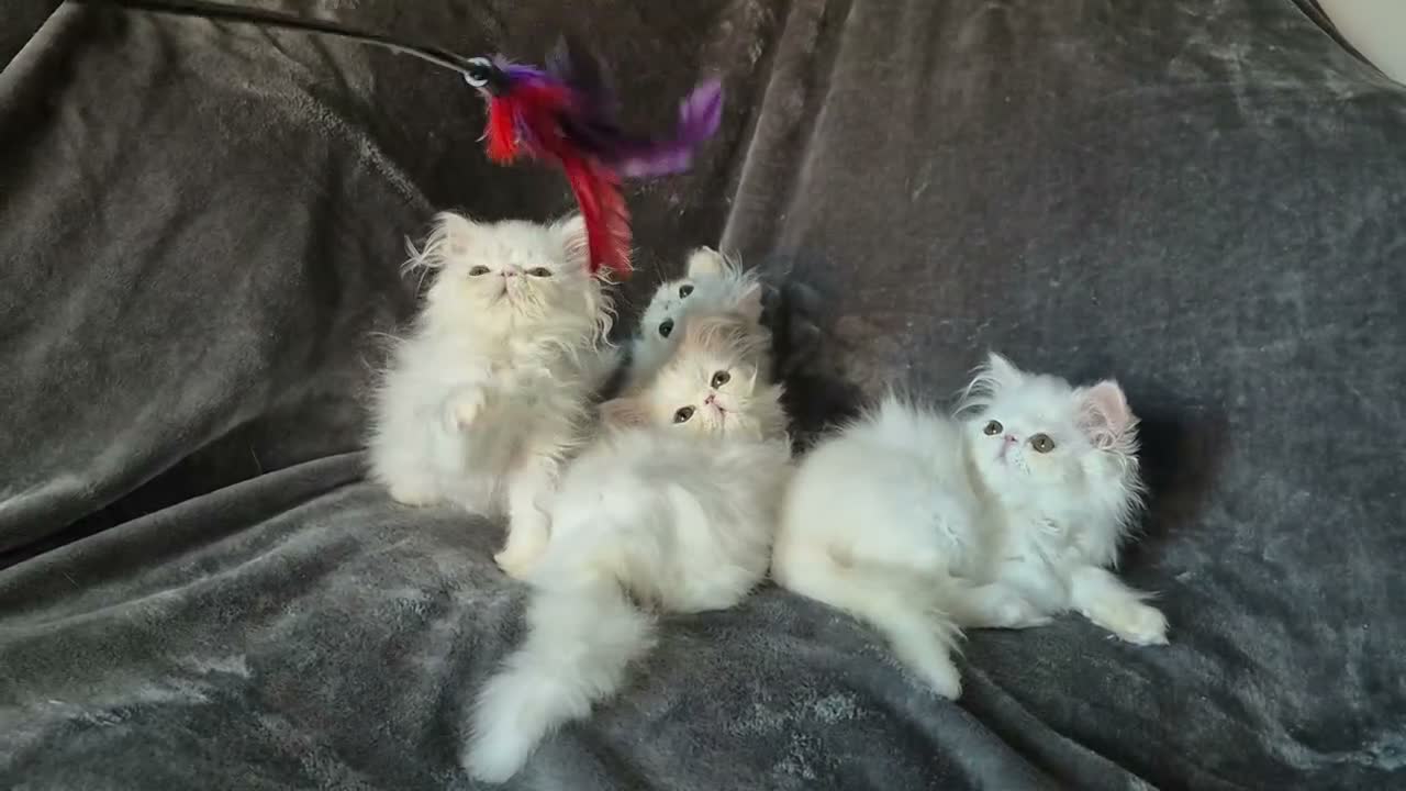 Persian cats for sale: 4 x white/black persian boy kittens - Video 1