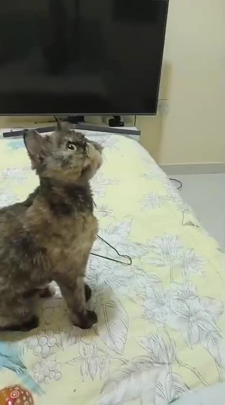 Mixed Breed cats for adoption: ELLIE -IS SHE NOT THE MOST UNUSUAL LOOKING KITTEN  - Video 5
