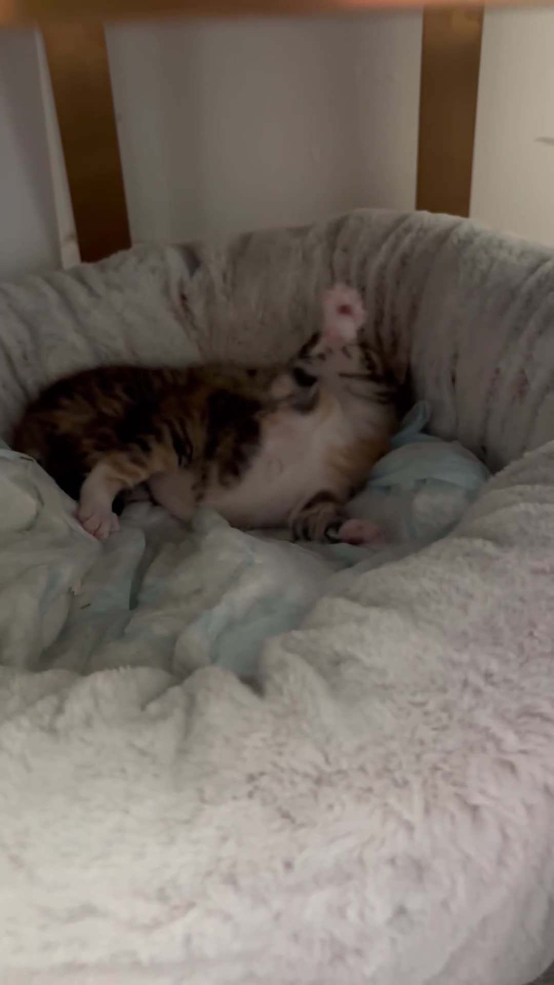 Mixed Breed cats for sale: 2 male and female crossed bengal kittens  - Video 1