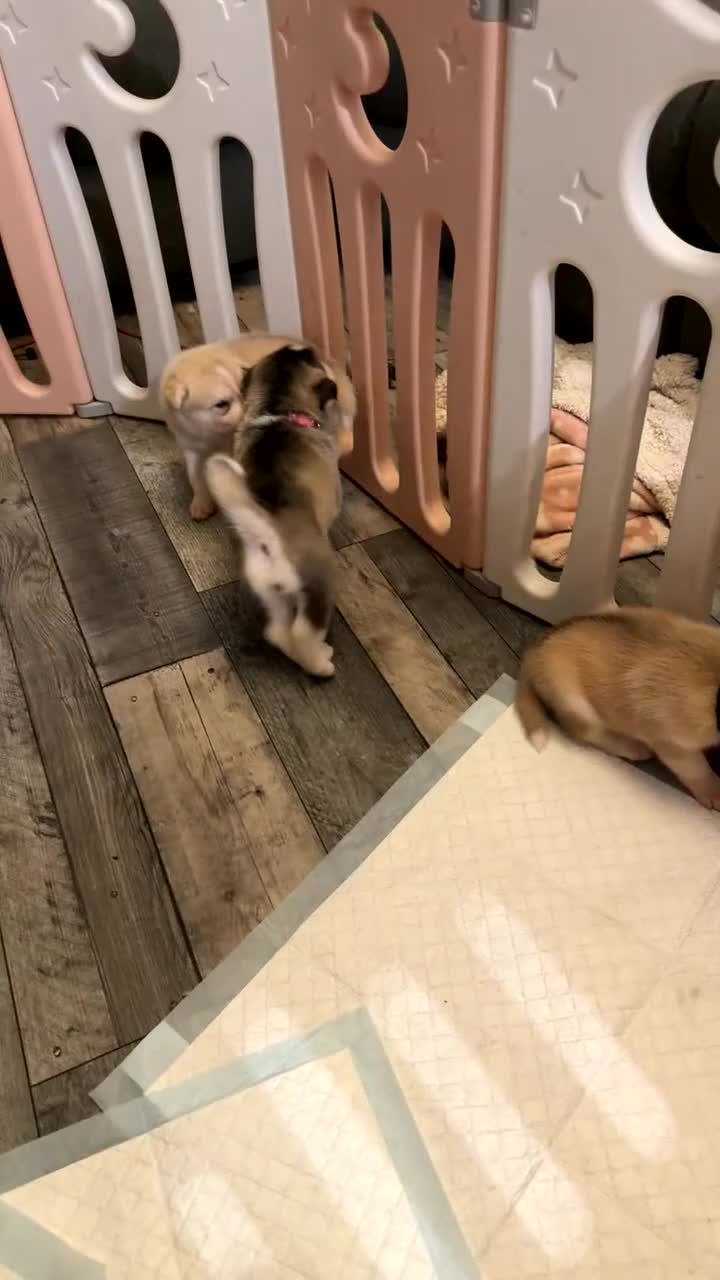 Siberian Husky dogs for sale: Gorgeous husky puppies - Video 3