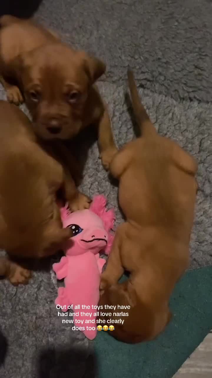 Dogue De Bordeaux dogs for sale: Kc reg, international multi champion winners ddb - Video 1