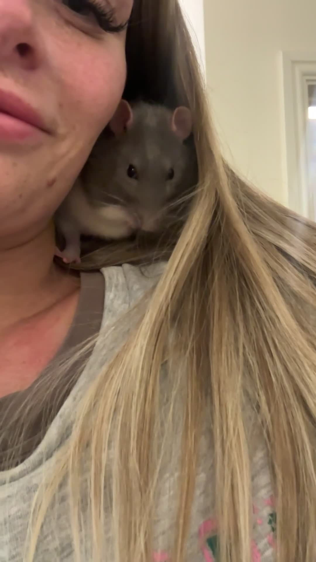 Rat rodents for sale: Two male rats, very friendly!  - Video 1