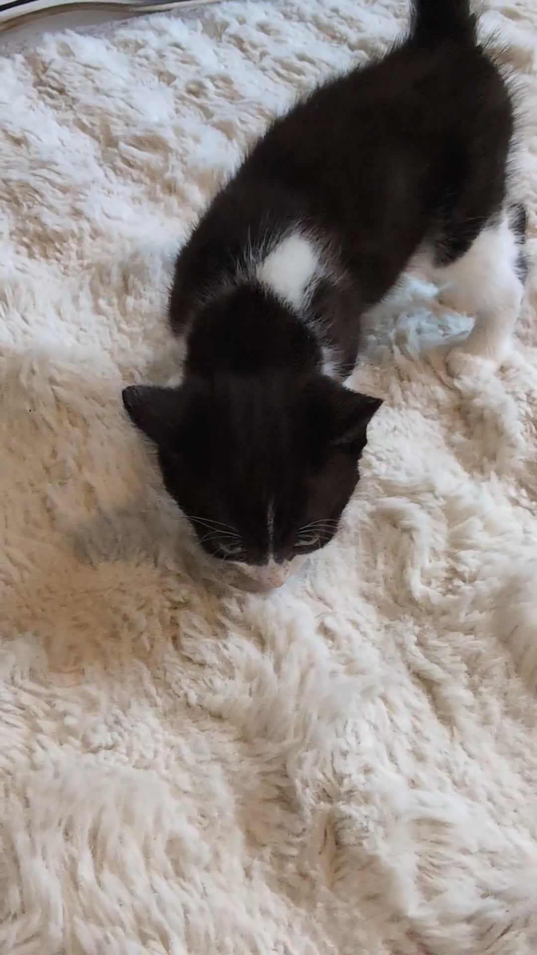 Mixed Breed cats for sale: Half tortoiseshell kittens in Nottingham - Video 1