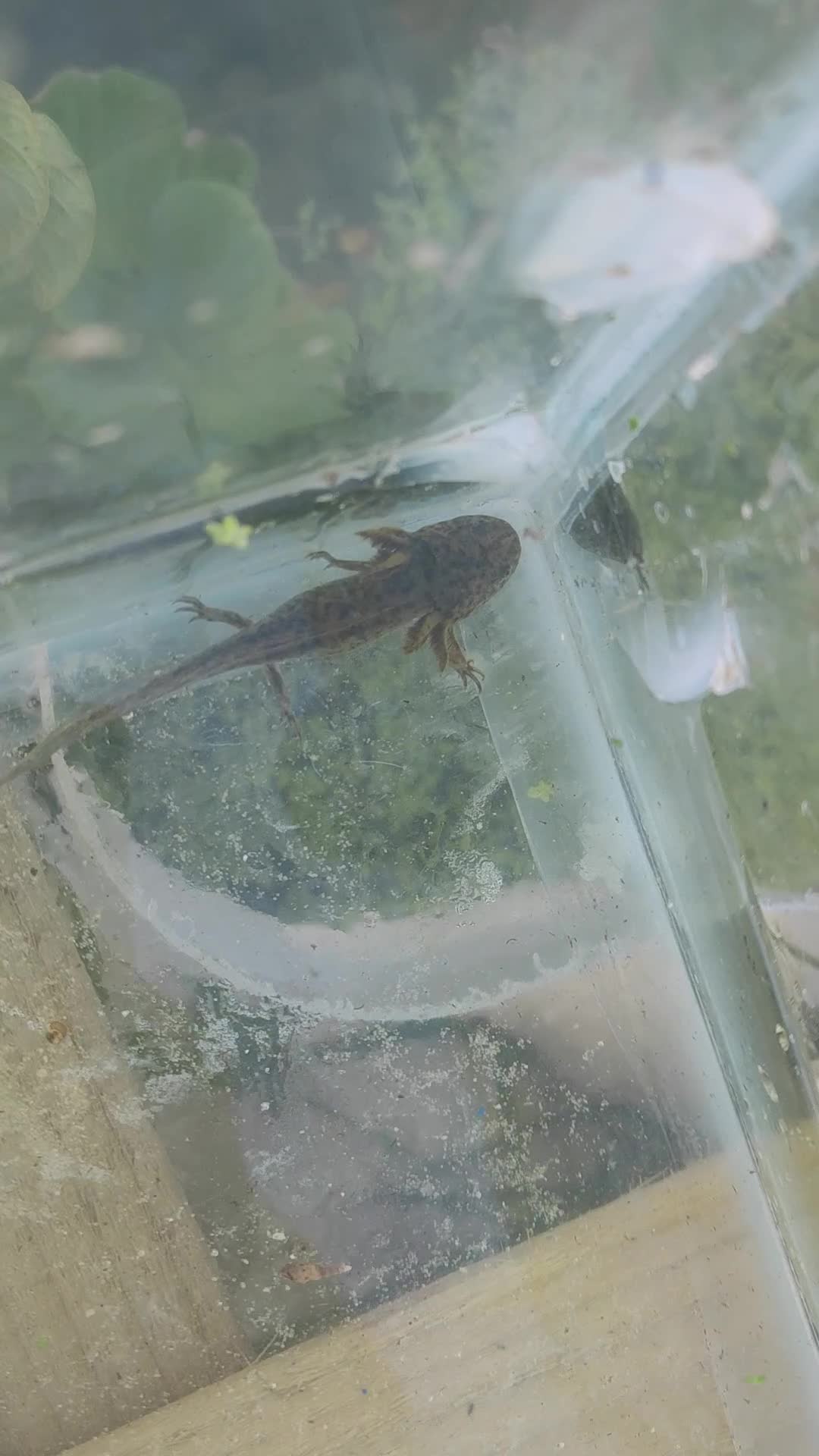 Axolotl reptiles for sale: Axolotl babies  - Video 1