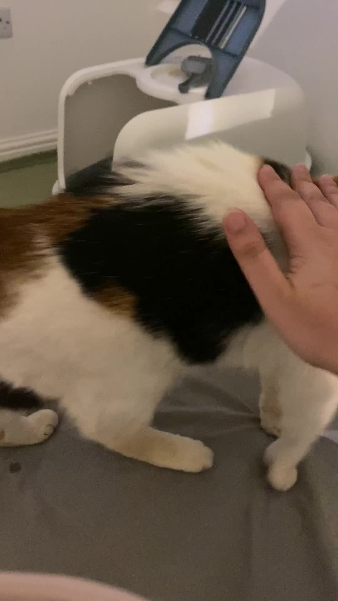 Mixed Breed cats for sale: Calico looking for a forever home - Video 1