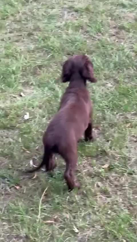 Cocker Spaniel dogs for sale: Last chocolate working cocker spaniel puppy  - Video 1