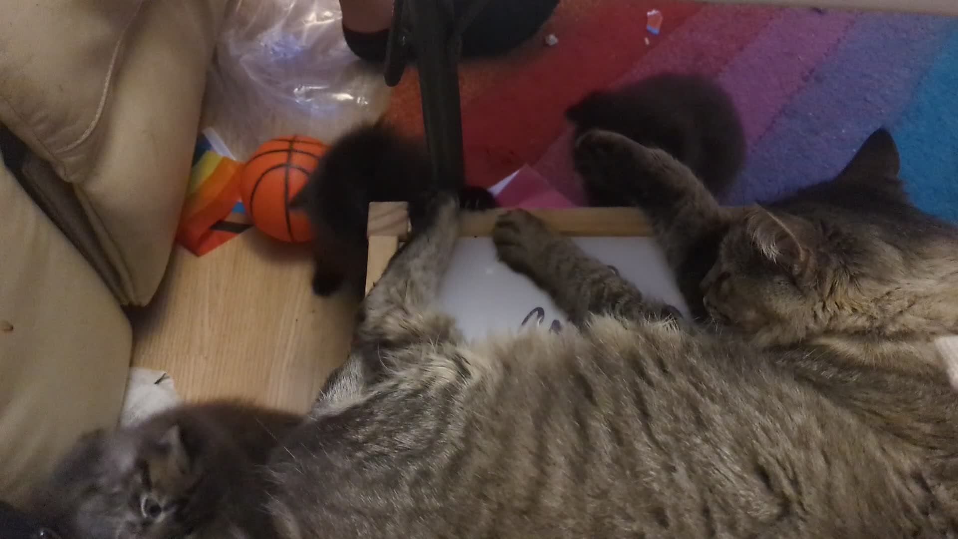 Mixed Breed cats for sale: Black FLUFFY kittens ❤️ - Video 1
