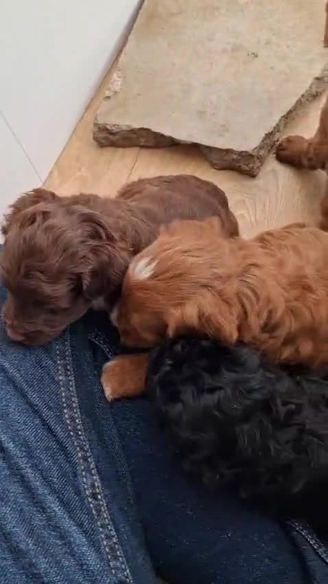 Cockapoo dogs for sale: ** BEAUTIFUL LITTER OF COCKAPOOS ** - Video 1
