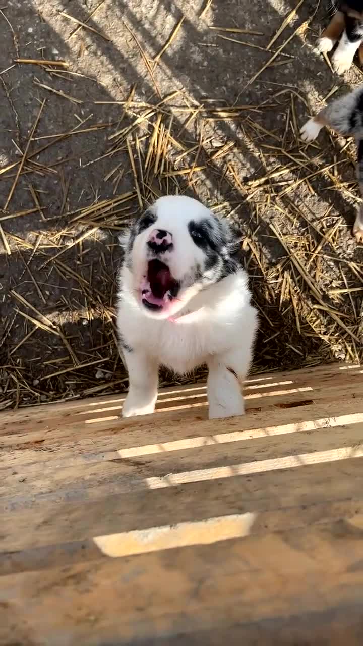Border Collie dogs for sale: Beautiful blue merle girl  - Video 1