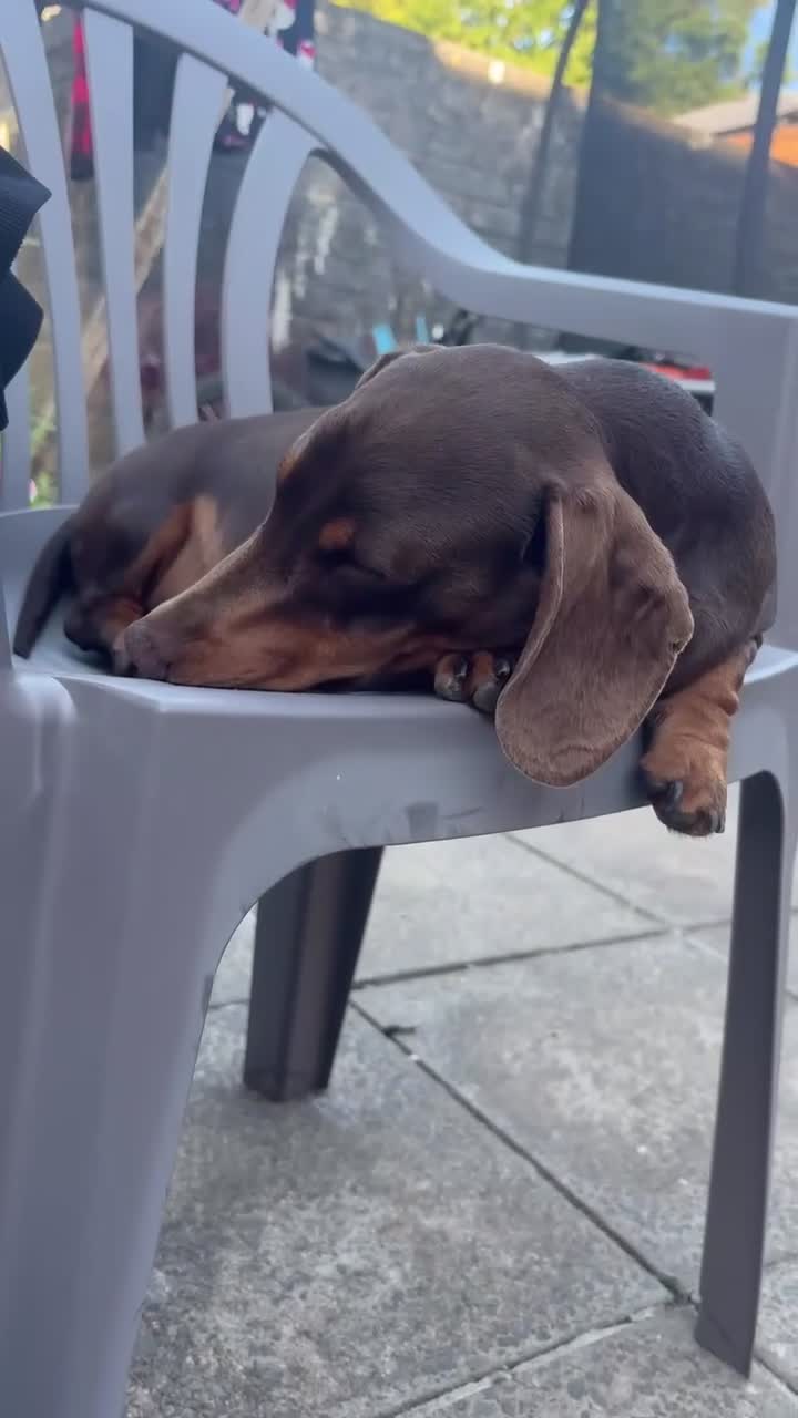 Miniature Dachshund dogs for stud: Min dachshund  - Video 1