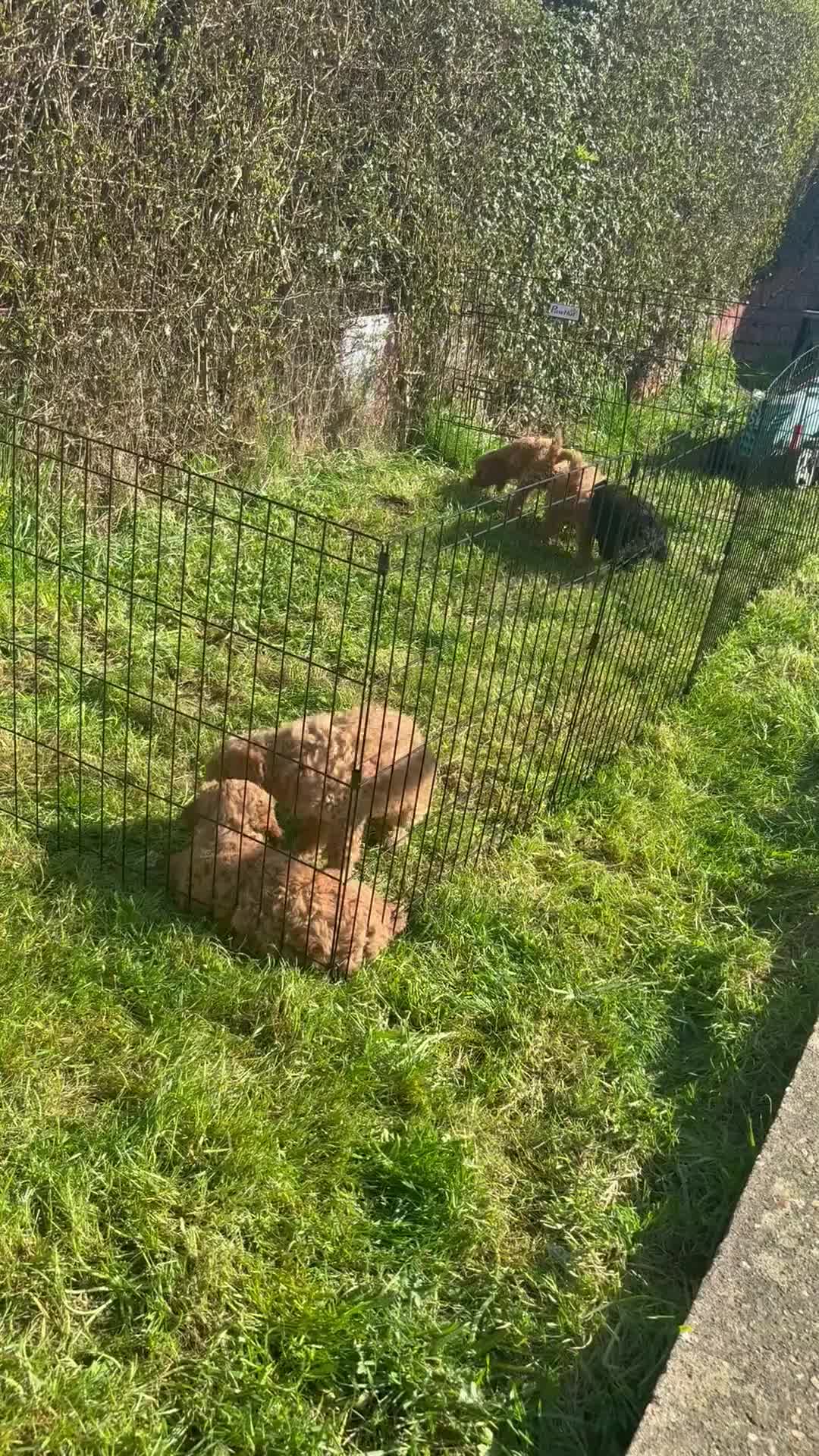 Cockapoo dogs for sale: Cockapoo pup  - Video 1