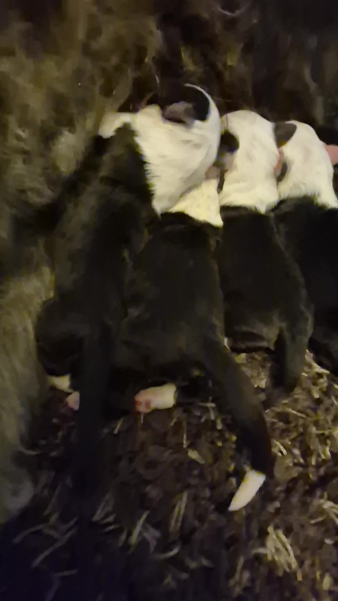Mixed Breed dogs for sale: OES/ Golden Oldie Cross - Video 2