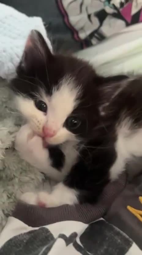 British Shorthair cats for sale: 2 beautiful British shorthair kittens for sale in Welwyn Garden City - Video 2