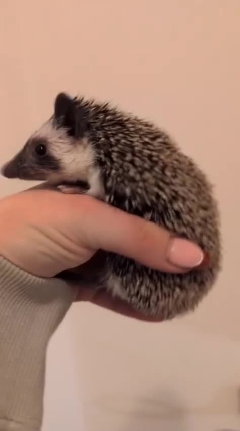 Pygmy Hedgehog rodents for sale: Gorgeous APH hedgehogs  - Video 1