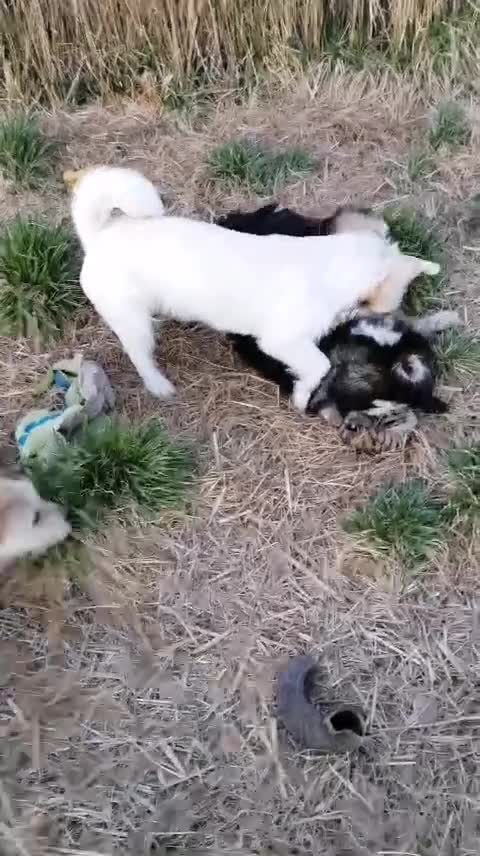 Mixed Breed dogs for adoption: ❤️MALIBU❤️: A LITTLE WHITE QUEEN WITH A BIG HEART - Video 2