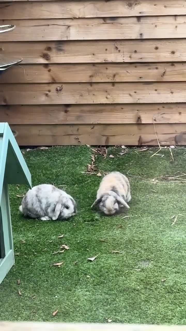 Mini Lop rabbits for sale: 2 year old Mini Lop Female  - Video 1