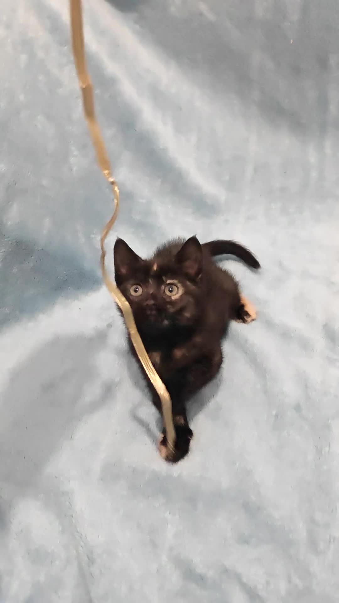 Mixed Breed cats for sale: Beautiful kittens VIDEOS - Video 2