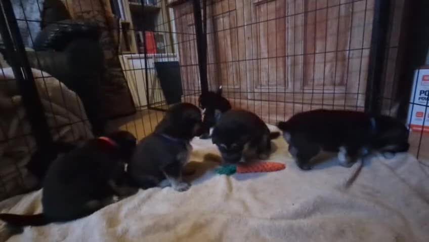 Mixed Breed dogs for sale: Alaskan Malamute x German Sheperd Puppies - Video 1