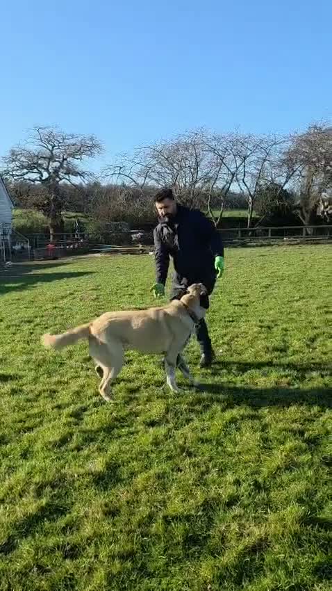 Anatolian Shepherd dogs for sale: 2YearOld Livestock Guardian Dog Working/Rural Home - Video 1