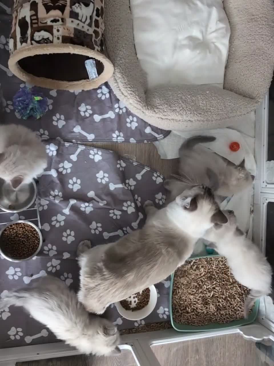 Ragdoll cats for sale: Kitten in Livingston - Video 1