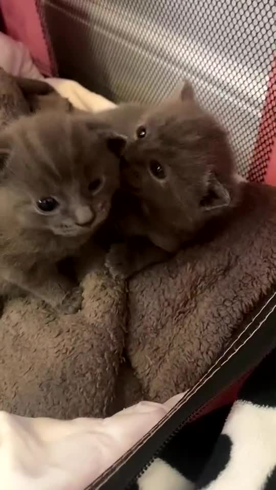 Russian Blue cats for sale: Russian blue kittens  - Video 2