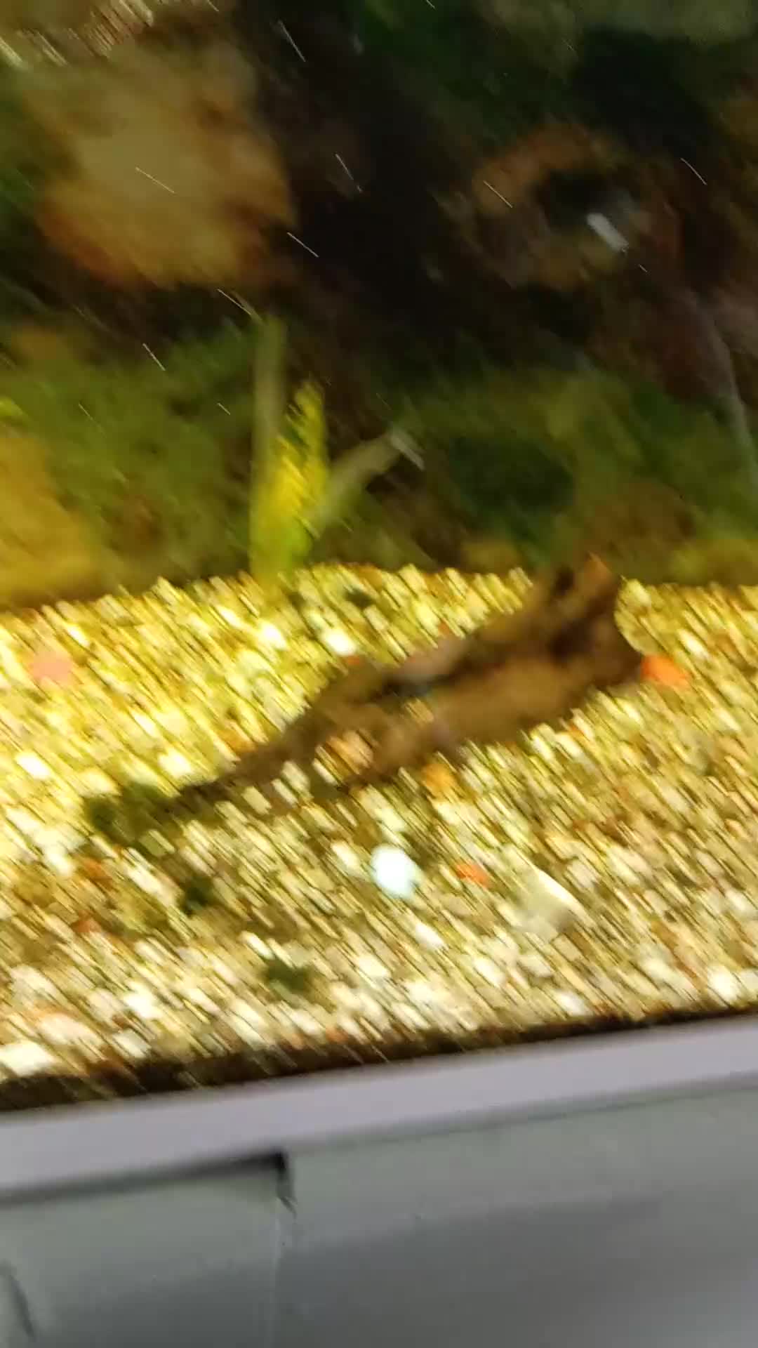 Catfish fish for sale: Fish tank in Dudley - Video 1