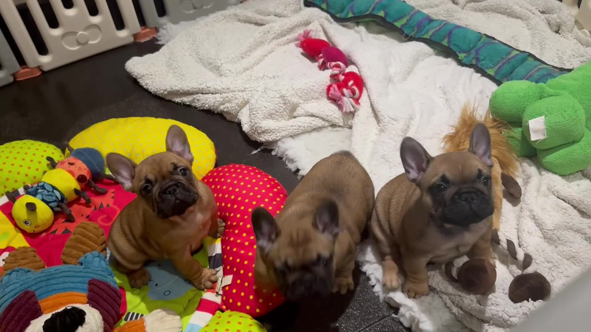 French Bulldog dogs for sale: Beautiful KC Reg puppies available  - Video 1