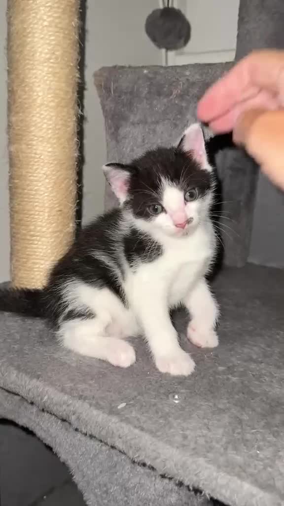 Mixed Breed cats for sale: Litter of 6 Gorgeous kittens  - Video 1