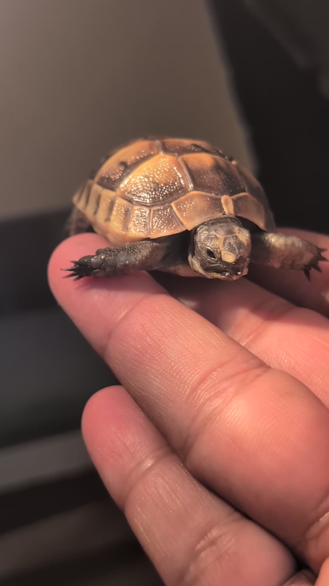 Tortoise reptiles for sale: Spur Thigh and Herman Tortoise  - Video 2