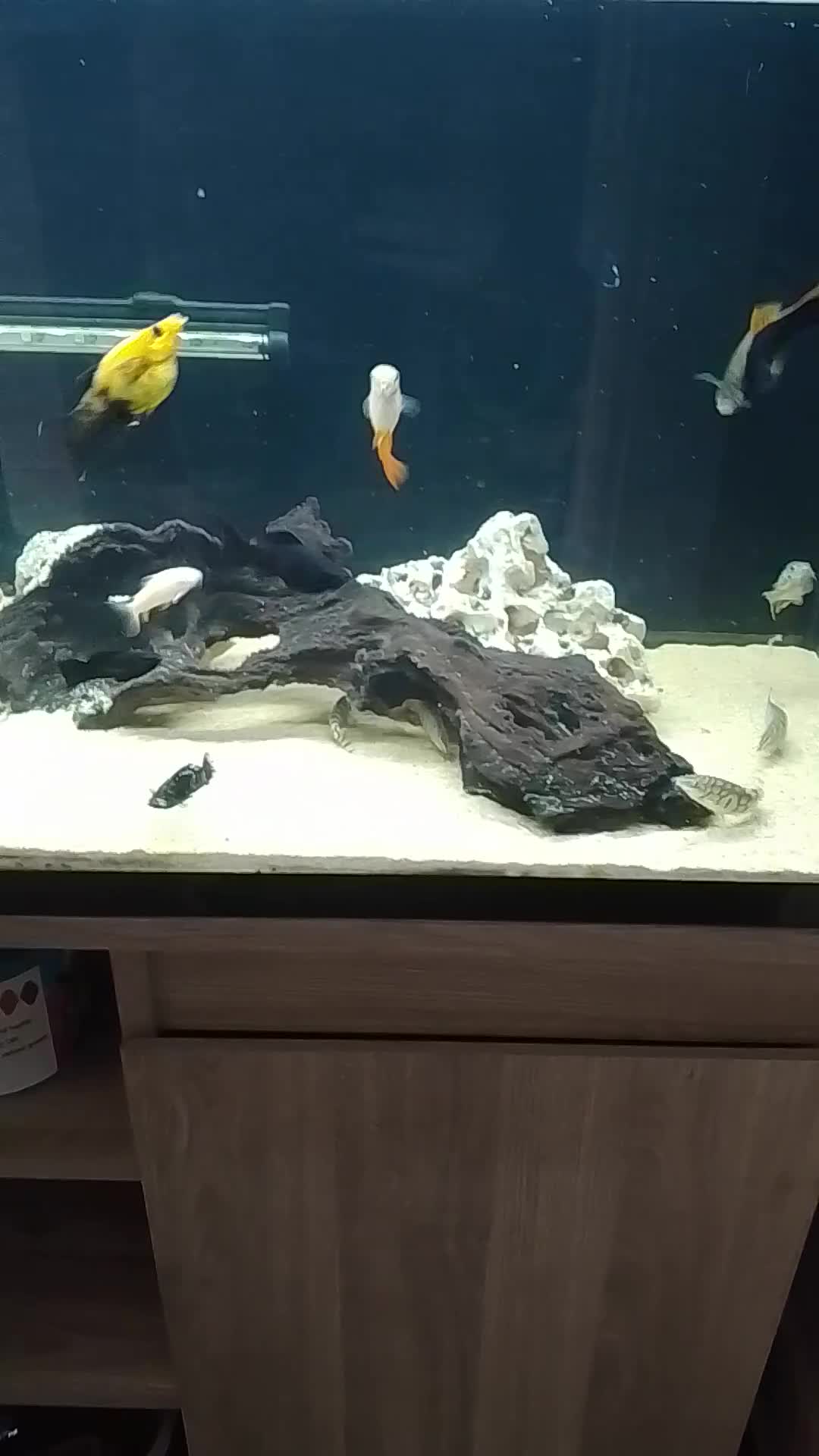 Live Bearers fish for sale: Quality Guppies, Platys, Swords, Mollies, Corys - Video 4