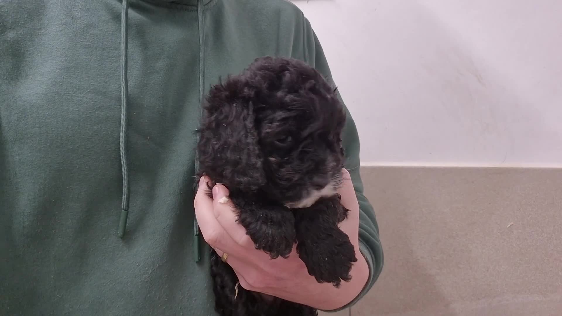 Cockapoo dogs for sale: Cockapoo Puppies - Video 1