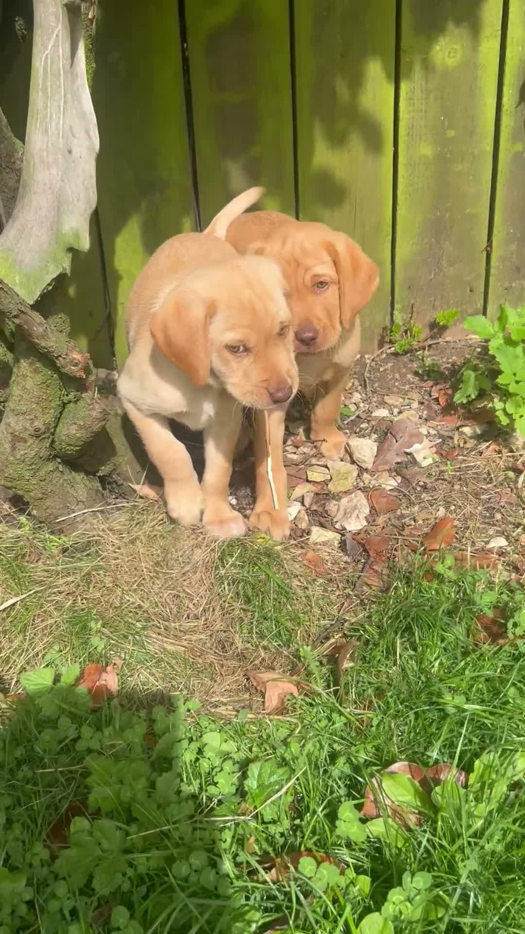 Labrador Retriever dogs for sale: KC Registered Labrador Puppies - Video 2