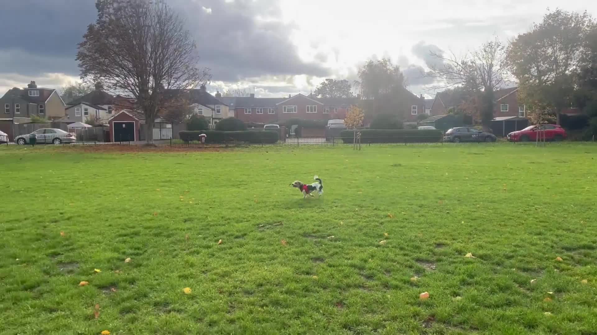 Mixed Breed dogs for sale: Cookie looking for new home - Video 2