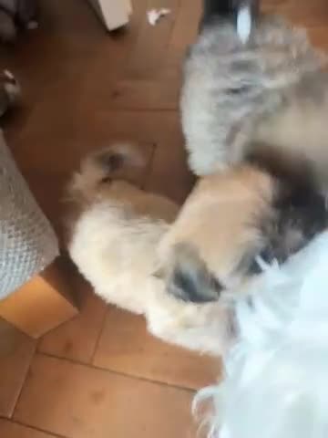 Mixed Breed dogs for sale: Peke’a’tease  - Video 1