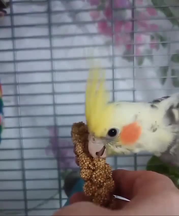 Cockatiels birds for sale: DNA tested female baby hand-reared cockatiels - Video 3