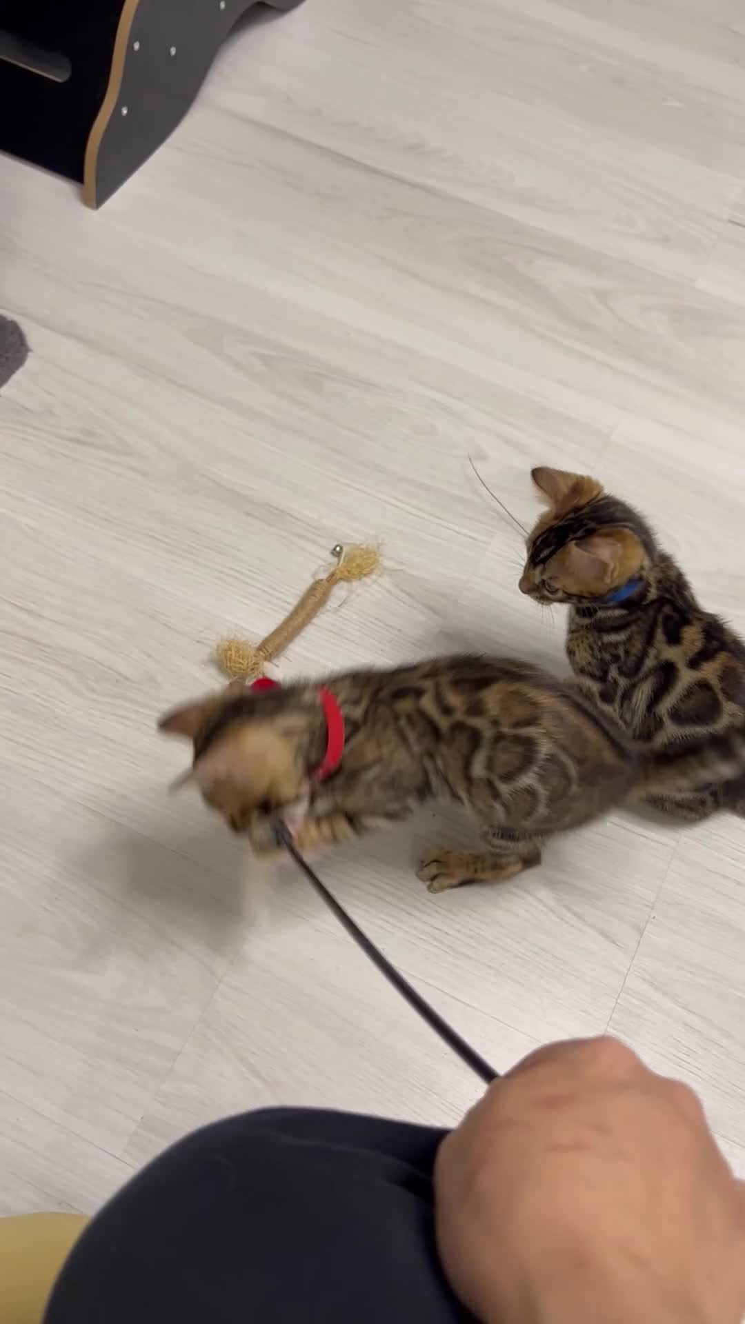 Bengal cats for sale: READY TO GO! Pure Pedigree Bengal Kittens TICA Reg - Video 2