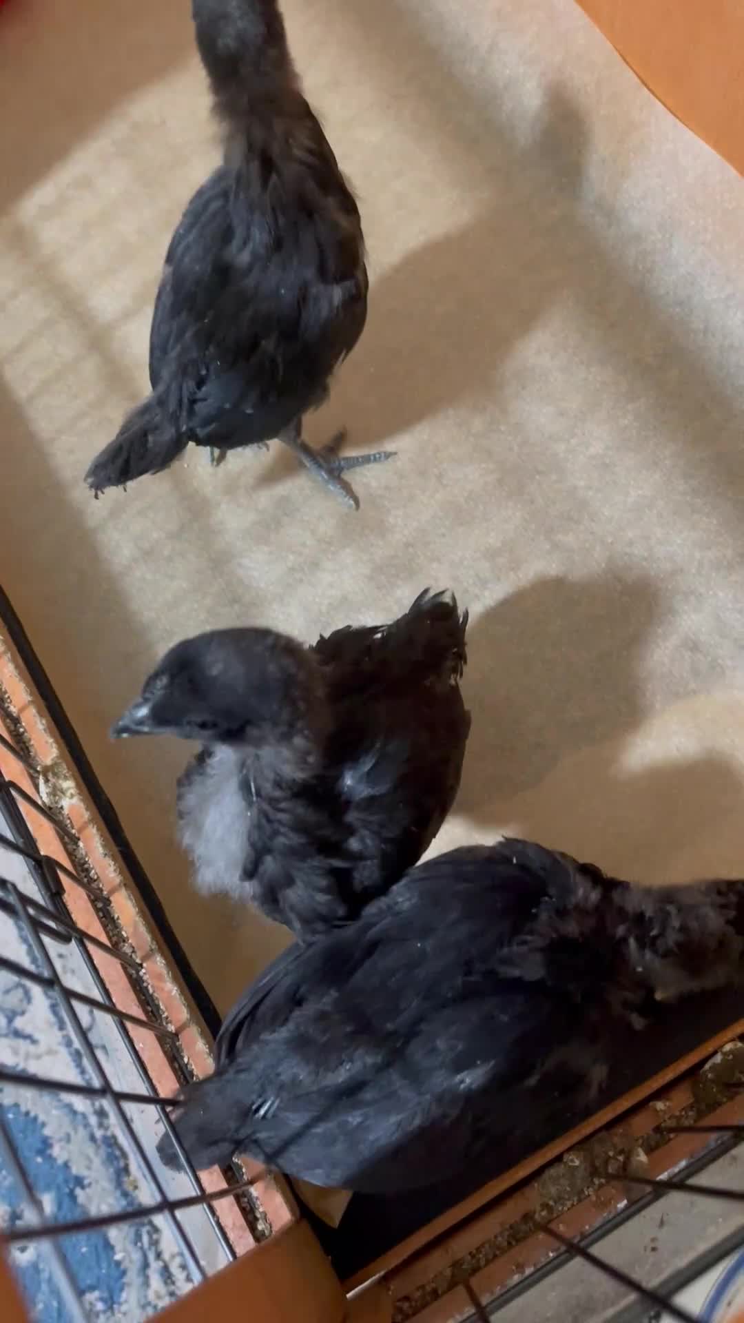 Chickens poultry for sale: Rare Ayam Cimani Chicks - Video 1