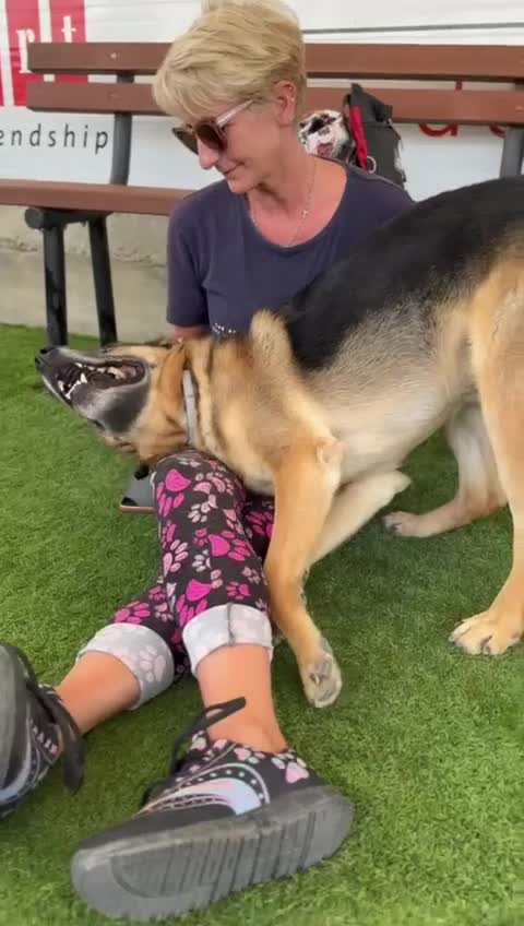 German Shepherd dogs for adoption: The sad story of Bruno - Video 2