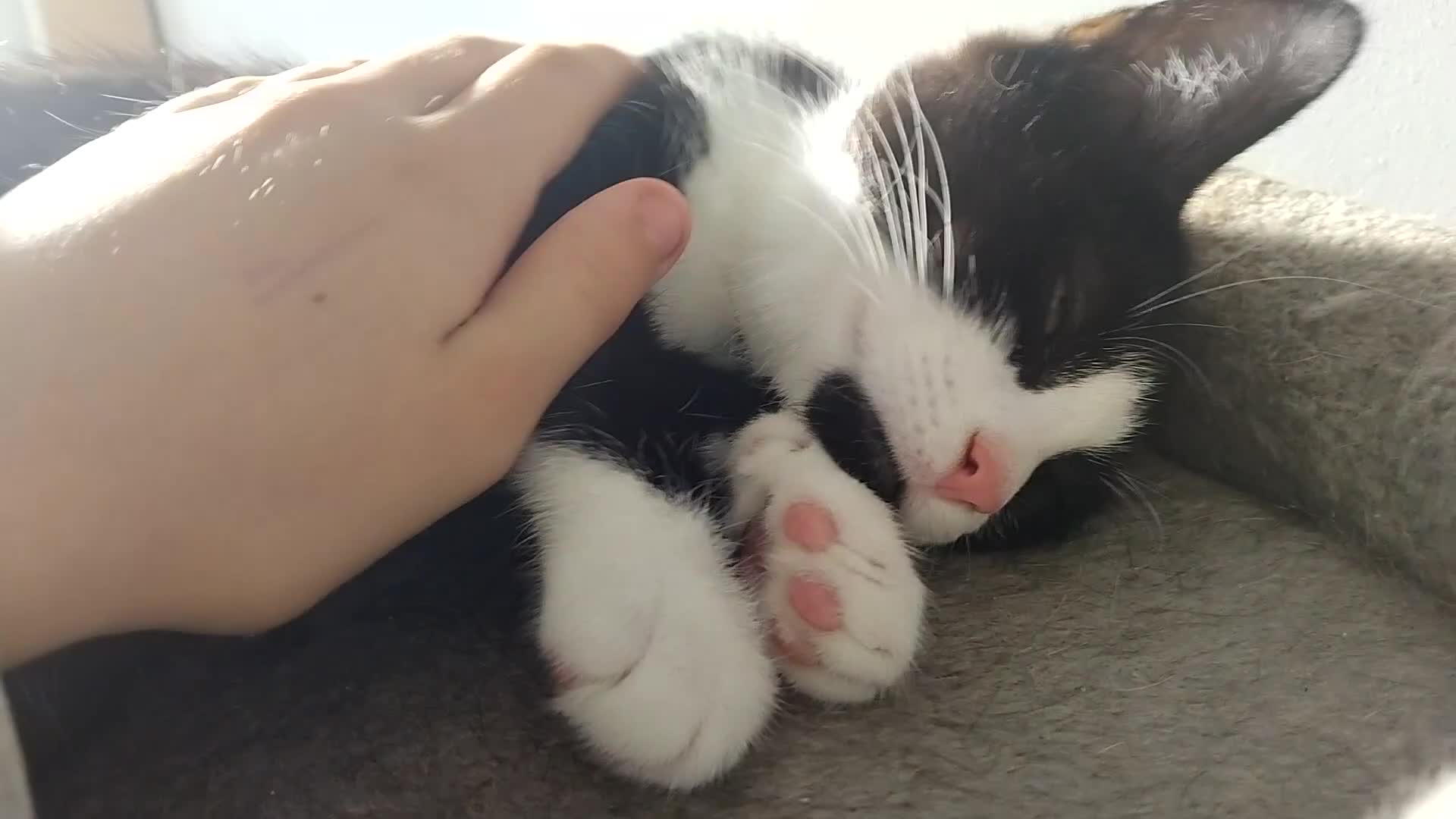 British Shorthair cats for sale: Female kitten  - Video 1