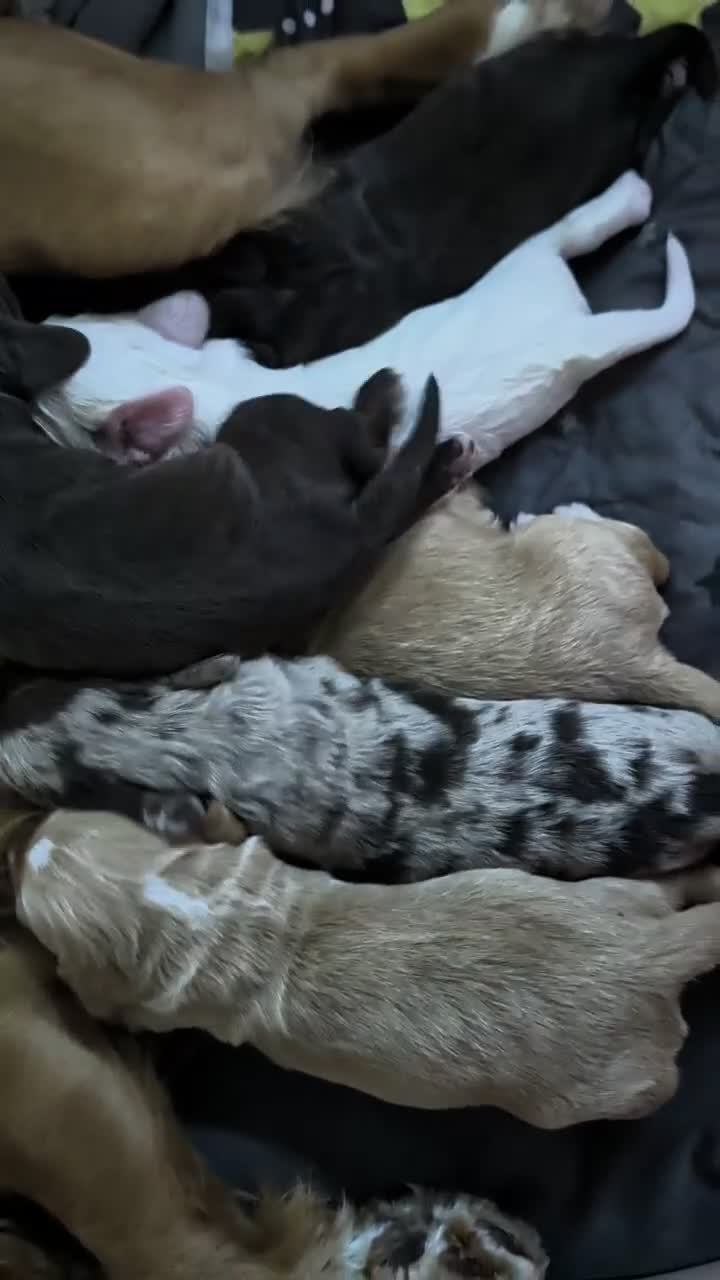 Cocker Spaniel dogs for sale: Beautiful Cocker spaniels pups  - Video 1