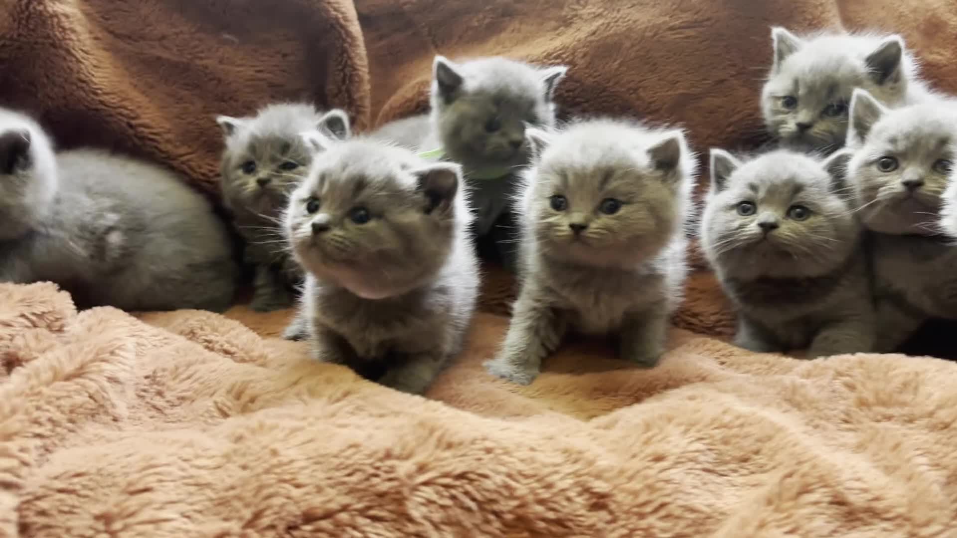 British Shorthair cats for sale: British blue shorthair GIRLS ready 20th June  - Video 1