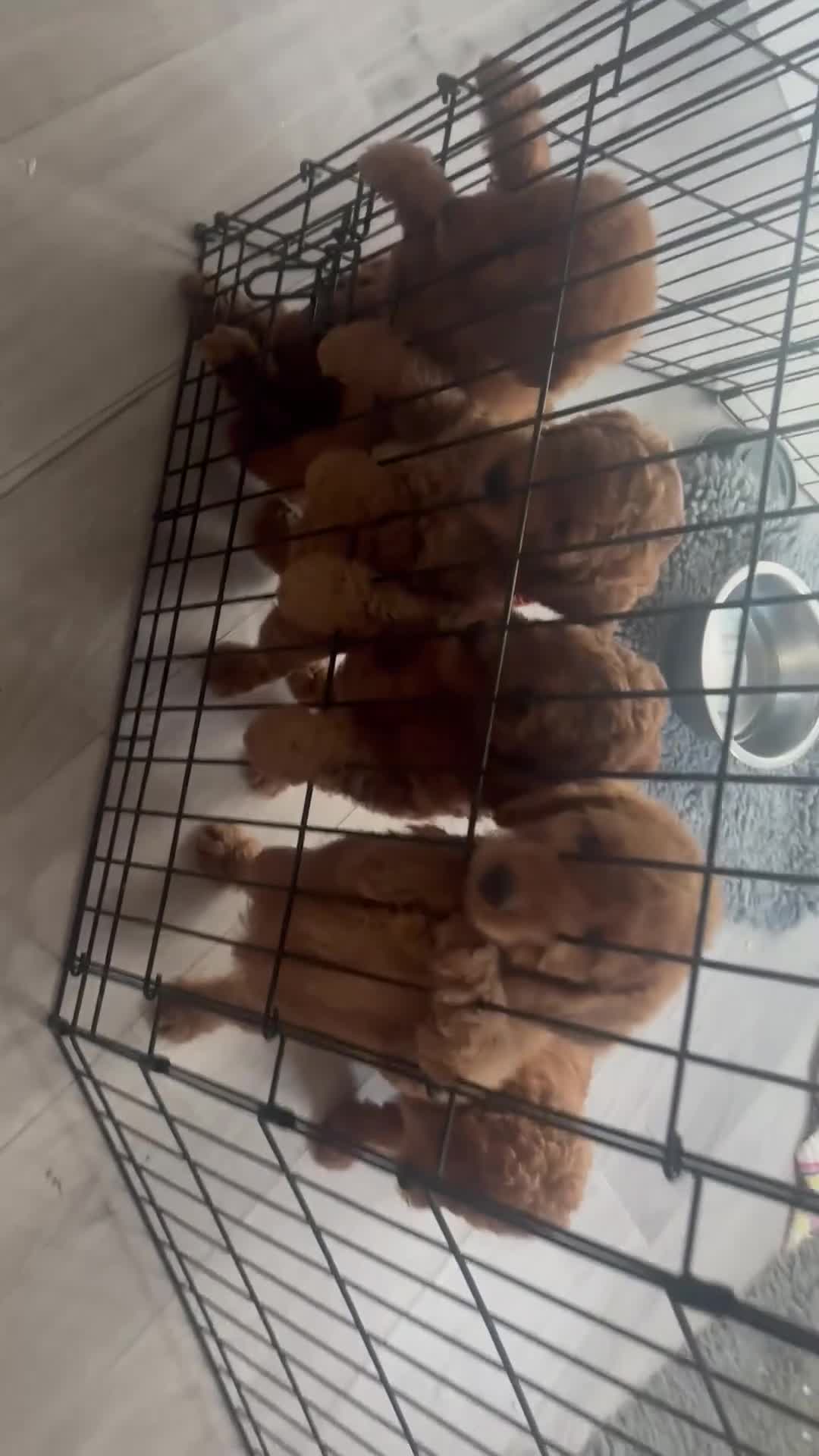 Labradoodle dogs for sale: 🐾AVAILABLE TO VIEW! - Fox Red Labradoodle Pups 🐾 - Video 4