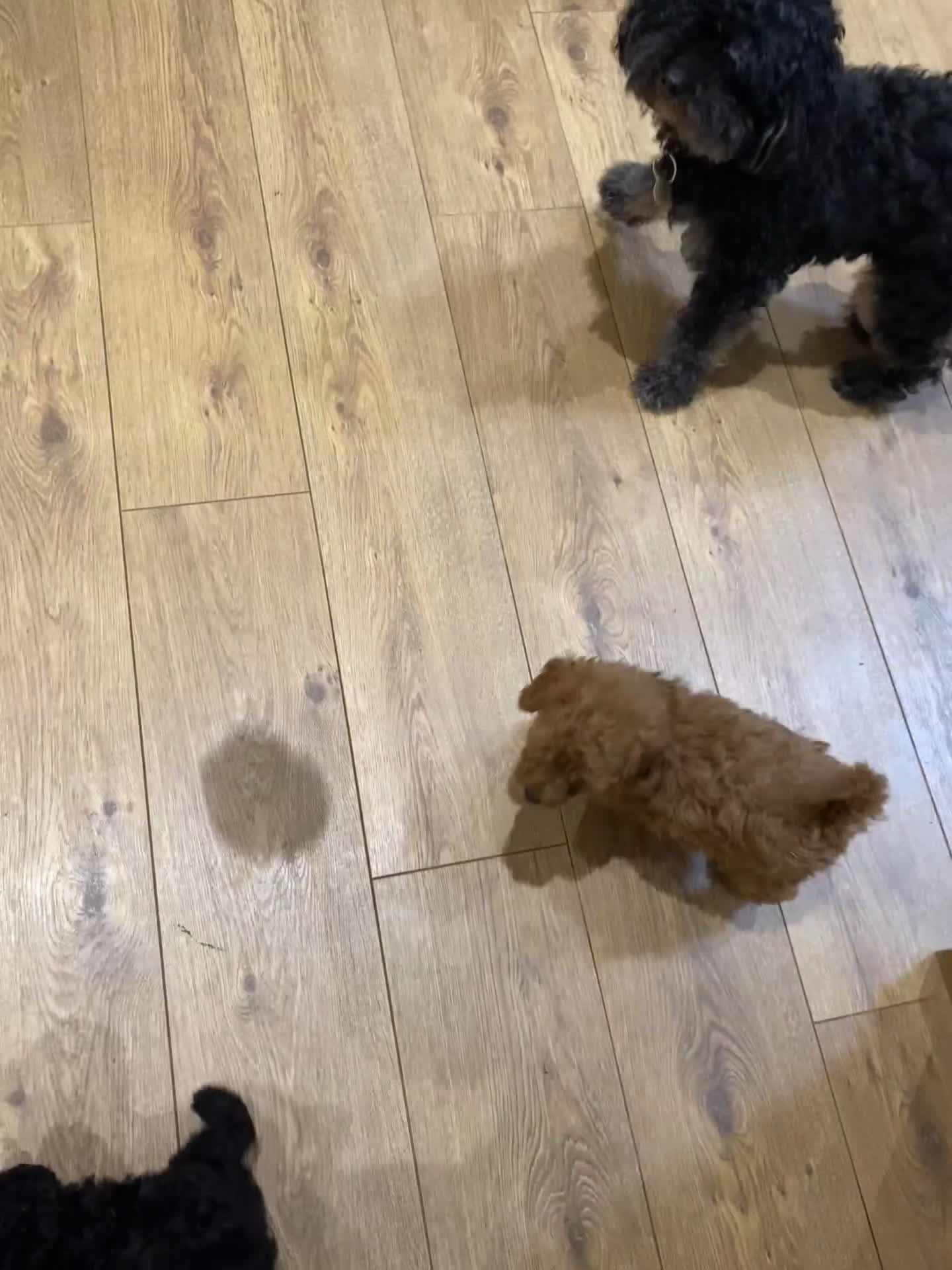 Cockapoo dogs for sale: Ready Now f1b Black & Brown Cockapoo Puppies! 🐾 in Scarborough - Video 1