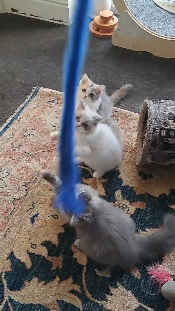 RagaMuffin cats for sale: 3 adorable Raga-per kittens. Born 7/7/26   - Video 1