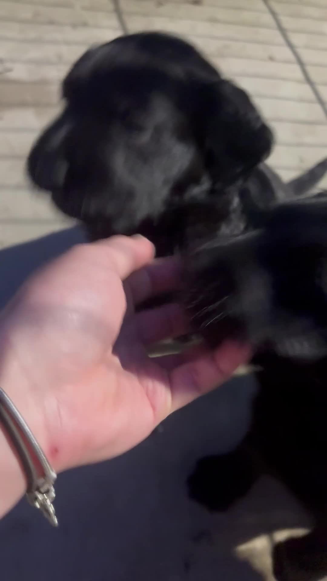 Mixed Breed dogs for sale: Labradoodles  - Video 1