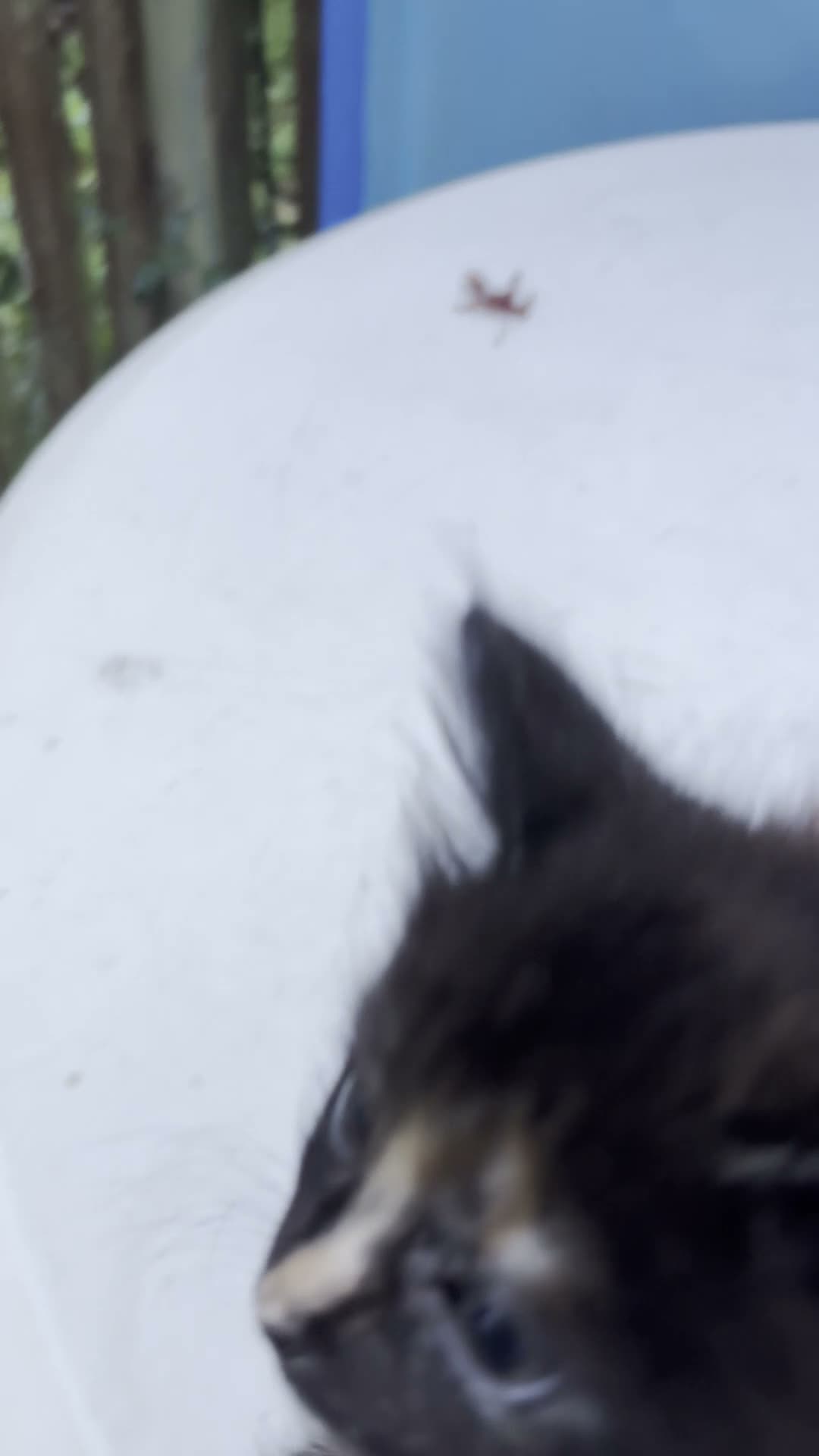 Ragdoll cats for sale: Beautiful Tortoisshell girl - Video 1